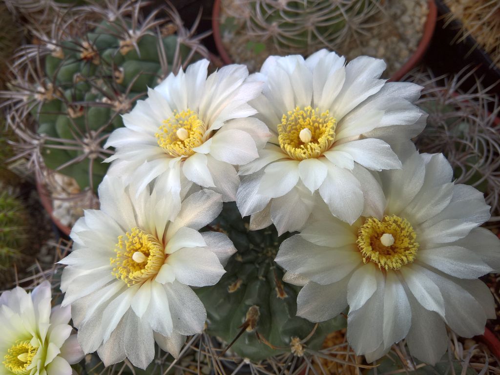 Gymnocalycium gibbosum